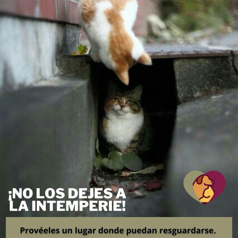 Emite DABA recomendaciones para evitar riesgos con las mascotas