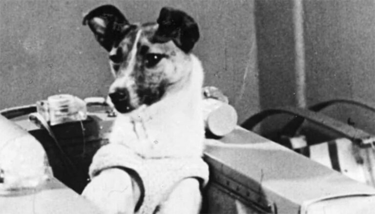 Perritos héroes los que estuvieron detrás del descubrimiento de la Insulina