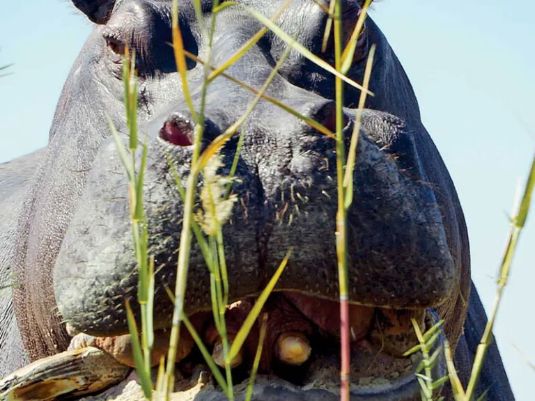 Conoce a ‘Pepe’ el hipopótamo de don Pablo Escobar