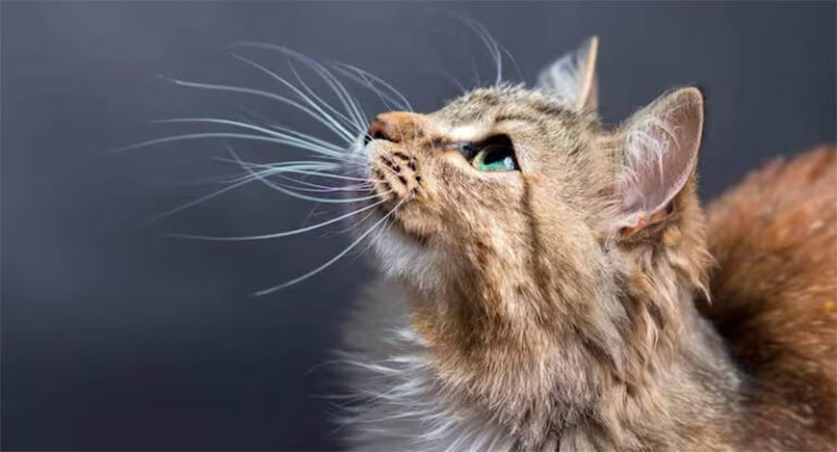 ¡Cuidado! No le cortes los bigotes a tu gato