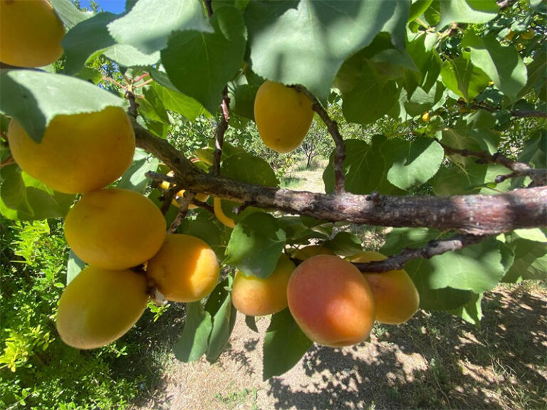 Capacitarán a 1,290 estudiantes cuauhtemenses en la implementación de huertos escolares