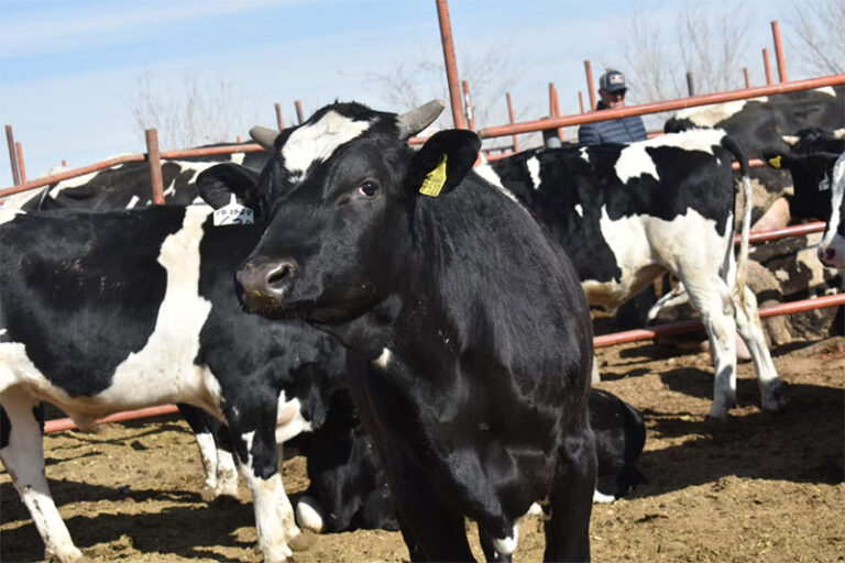 Comparte Rastro Municipal cifras del mes de enero