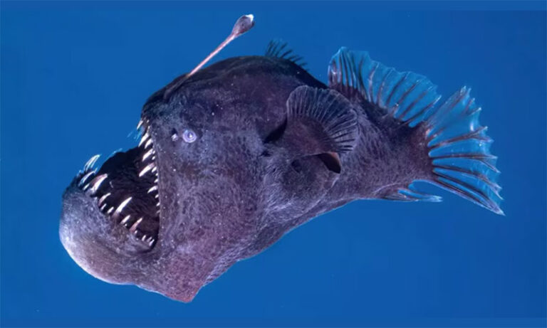 Conoce al Pez diablo