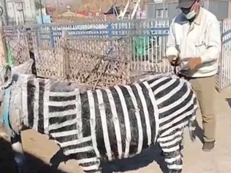 Les dieron Burros por Cebras