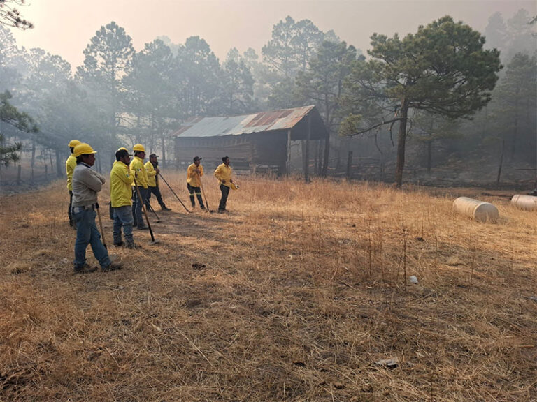 Controlado al 65 por ciento incendio forestal en Balleza