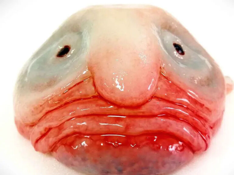 Se ganó el título del animal más feo de Nueva Zelanda