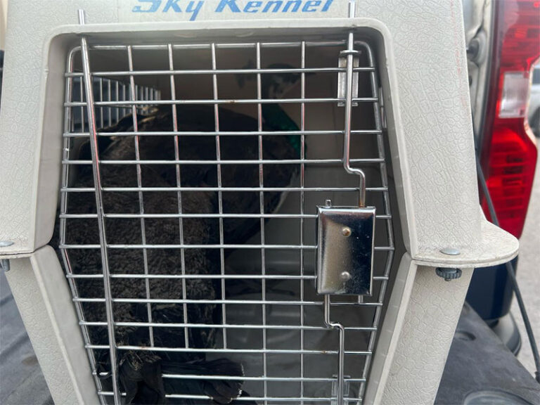 Rescatan Policías Municipales pavorreal que deambulaba en la colonia Rene Mascareñas