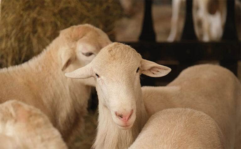 Abre Secretaría de Desarrollo Rural convocatoria para la adquisición de sementales ovinos de registro