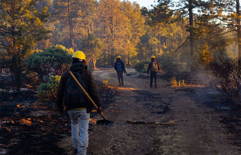 Disminuyen incendios forestales activos en el estado tras labores de combate