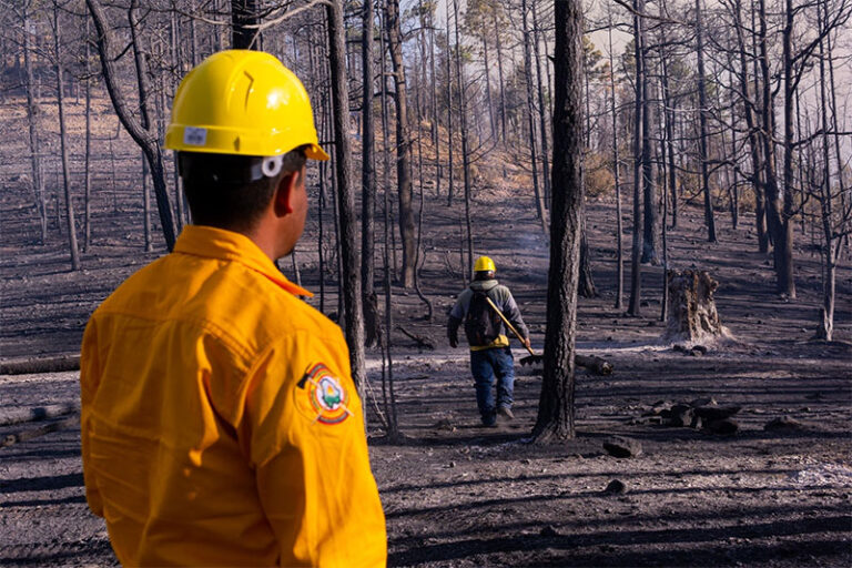 Despliegan brigadas para abatir incendio forestal en San Juanito