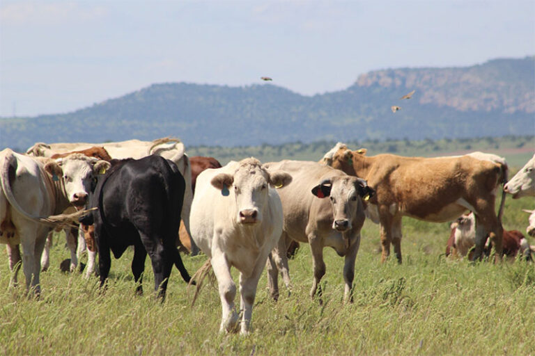 Abre SDR convocatoria del programa de maíz subsidiado para bovinos y especies menores