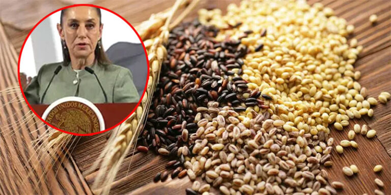 Aumentar la producción de maíz, arroz, frijol y leche: Sheinbaum
