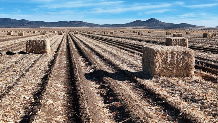 Apoyan con 150 mil pacas de rastrojo a más de 10 mil productores ante efectos de la sequía