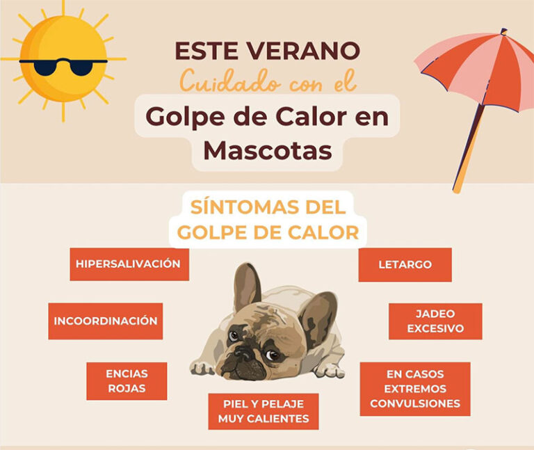 Pide DABA cuidar de las mascotas este verano