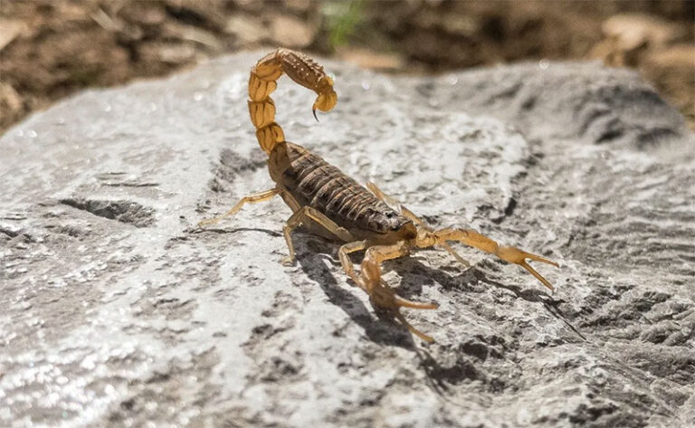 ¿Aumenta el riesgo de alacranes por el calor?