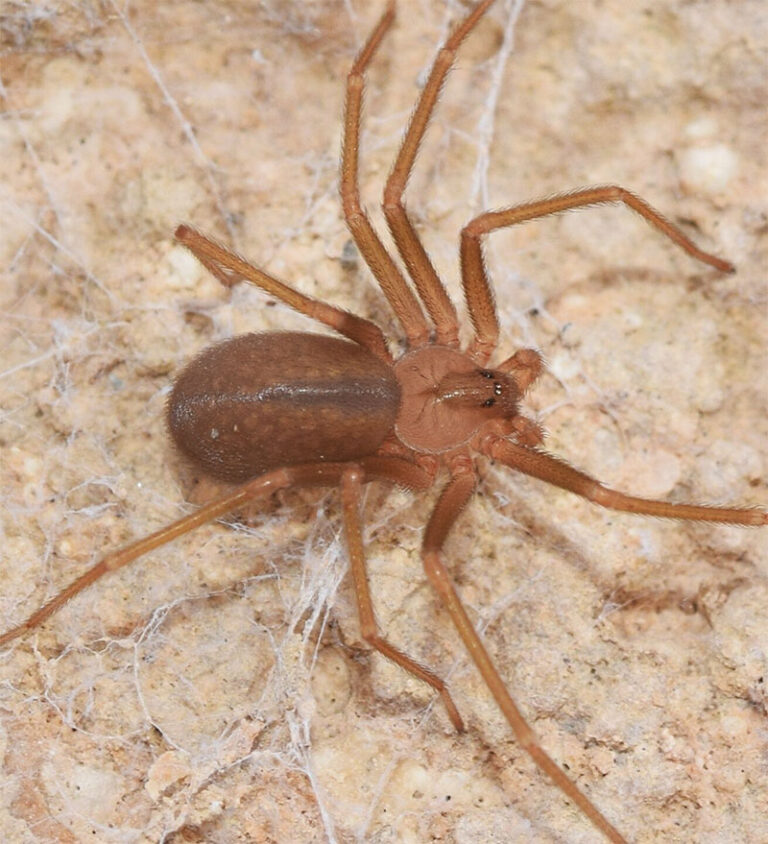 Identifica los síntomas de una mordedura de una araña violinista