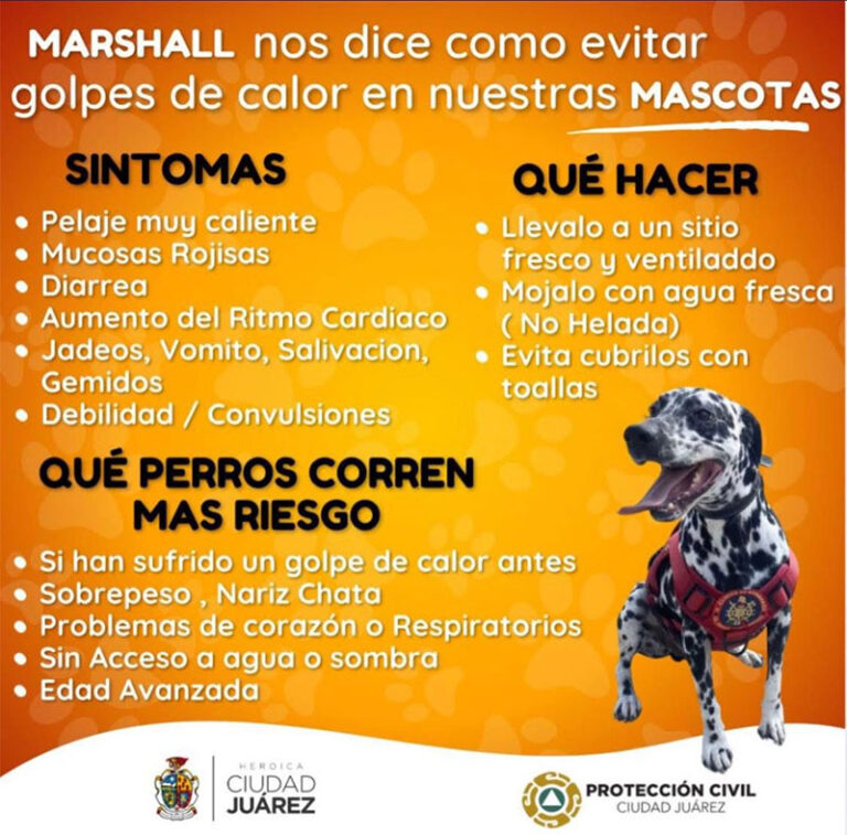 Emite Protección Civil recomendaciones para prevenir golpes de calor en las mascotas