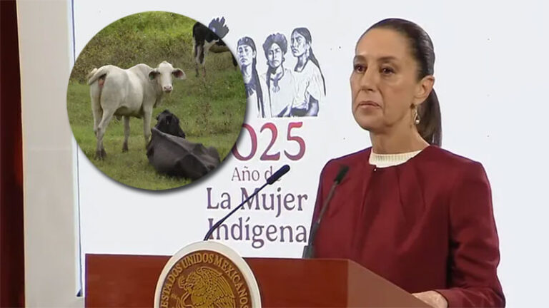 Reacciona Sheinbaum ante cierre de frontera por gusano barrenador