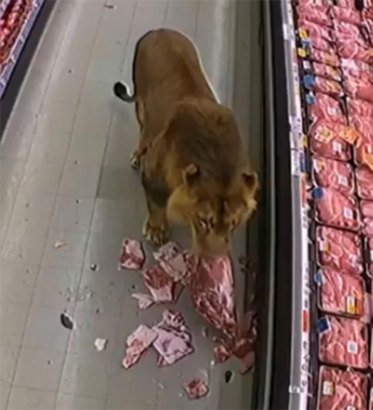 VIDEO: ¡Insólito! León entra a supermercado en Sudáfrica