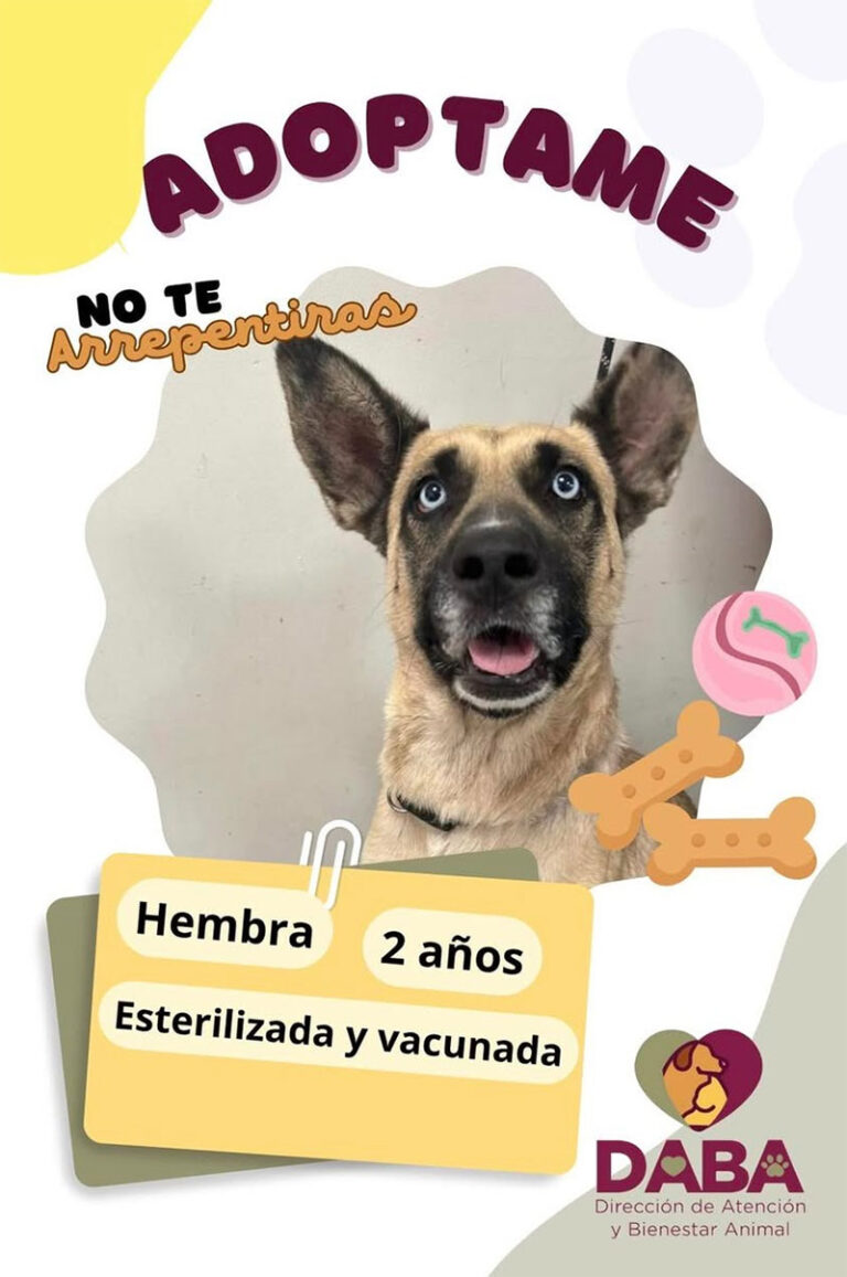 Hay en DABA 90 mascotas listas para ser adoptadas