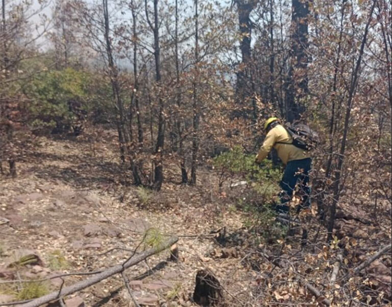 Reporta SDR 10 incendios forestales activos en el estado