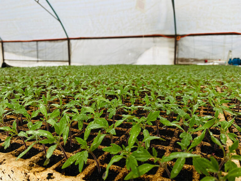 Instala UT Tarahumara su primera Cámara de Germinación para producción de plántulas