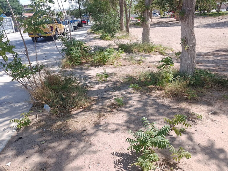 Da mantenimiento Parques y Jardines a áreas verdes en Hacienda de Las Torres