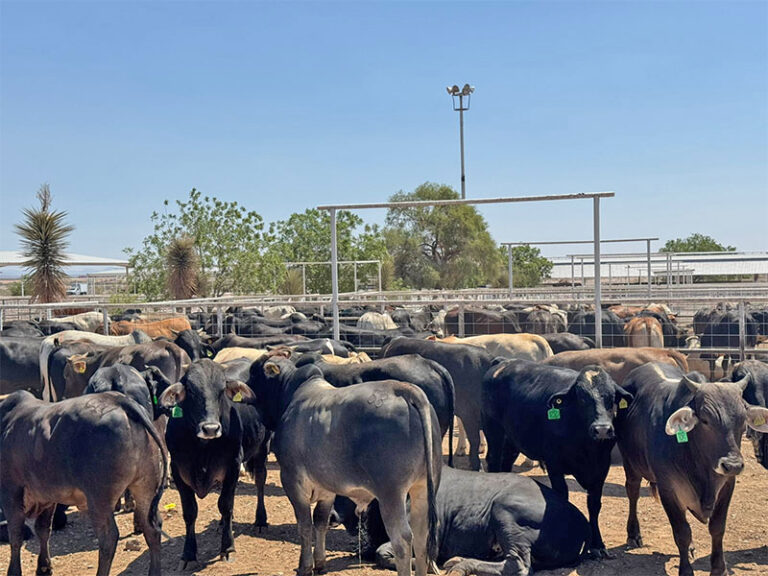 Se coordinan Estado y Senasica para garantizar movilidad y exportación de ganado mediante blindaje sanitario