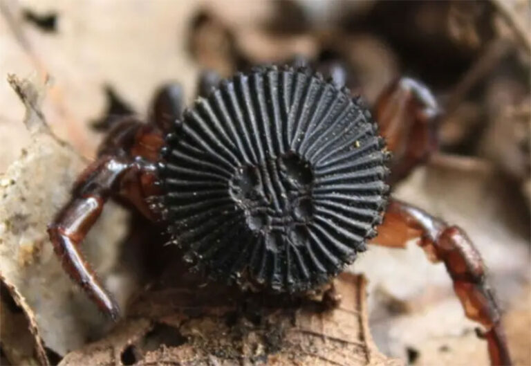 ¿Araña ‘cabeza de moneda’ es peligrosa?