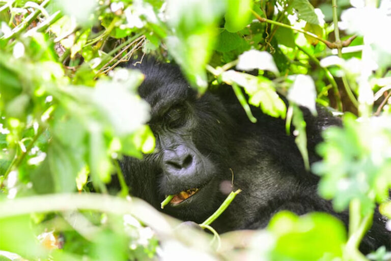 ¿Sabías que los chimpancés se curan a sí mismos?
