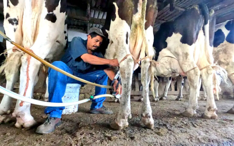 Cierra hoy convocatoria de apoyo para servicios de capacitación y asistencia técnica a productores de ganado bovino