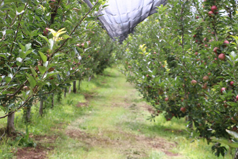 Es Chihuahua líder productor de manzana con el 85% del total nacional