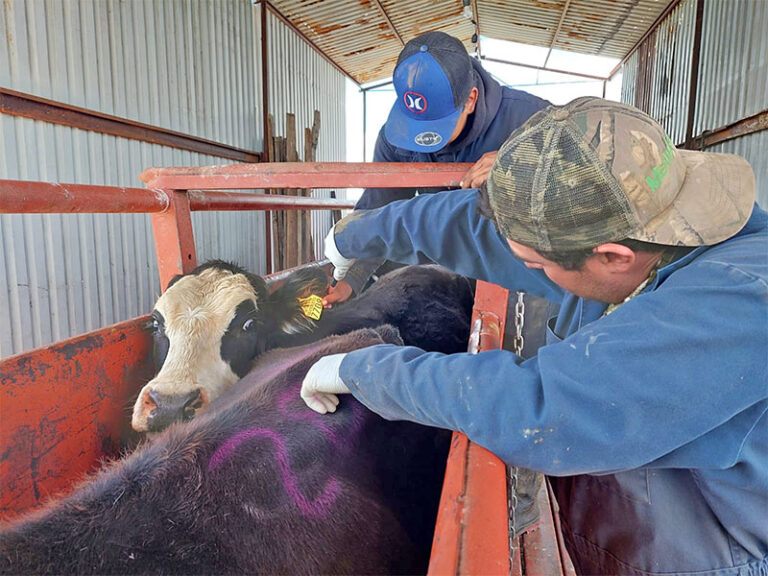 Refuerza Gobierno del Estado acciones sanitarias vs la tuberculosis bovina