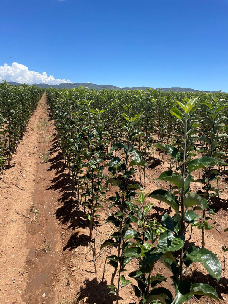 Impulsa SDR la producción de manzanas a través del Vivero Estatal