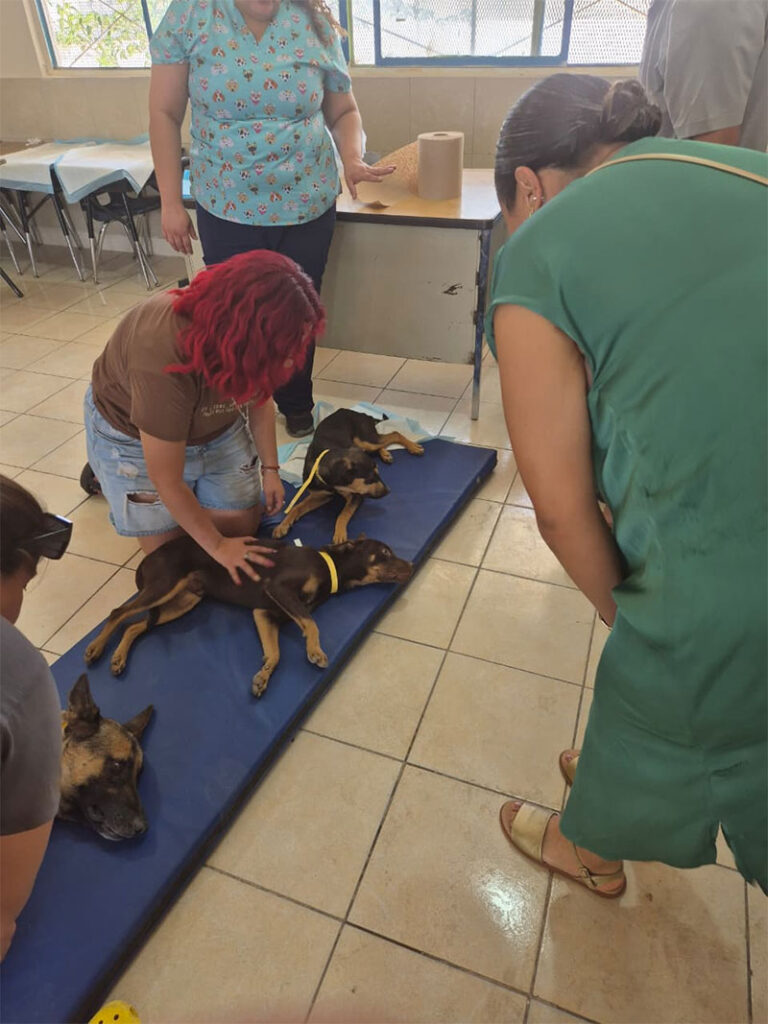 Esteriliza DABA a 580 mascotas el fin de semana