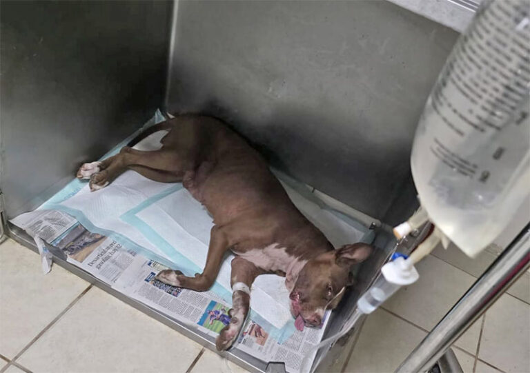 Atiende DABA caso de perrita muerta en la colonia Chaveña
