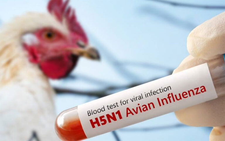 Gripe aviar H5 podría ser peor que el Covid-19