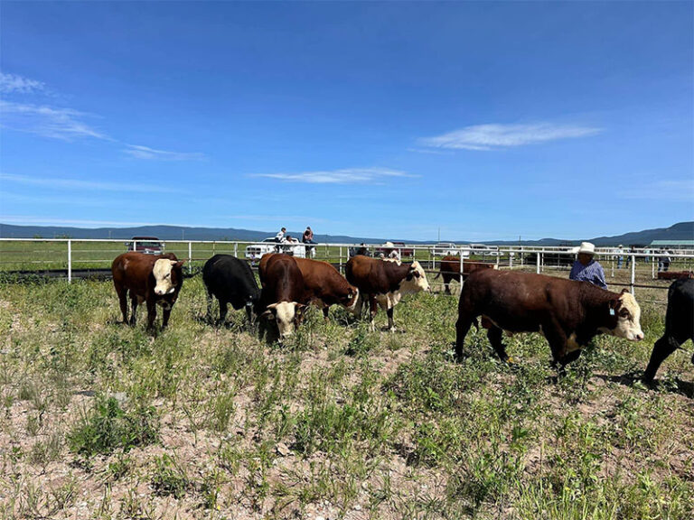 Invierte Gobierno del Estado más de 10 mdp en el mejoramiento genético del ganado