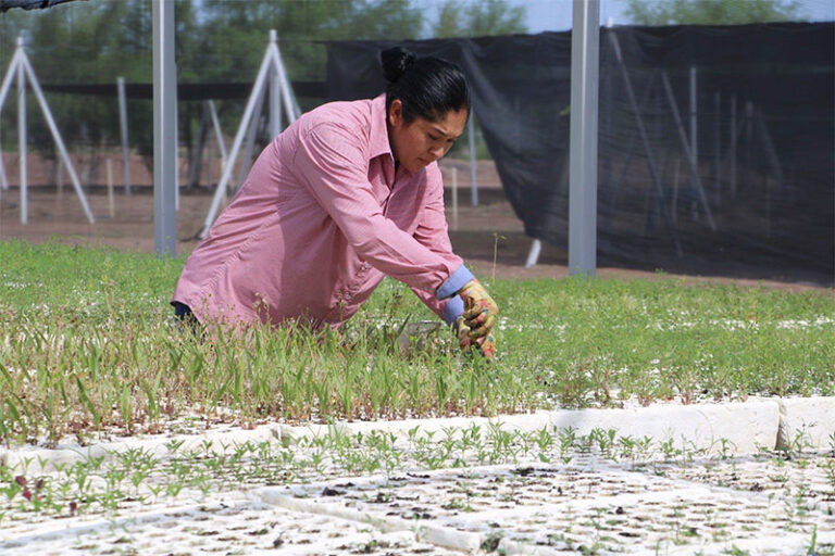 Impulsa Estado desarrollo forestal sustentable y conservación de los recursos naturales en la Sierra Tarahumara