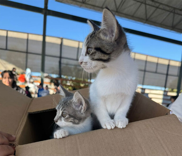 Exhorta DABA a no regalar mascotas por el Día del Amor y de la Amistad