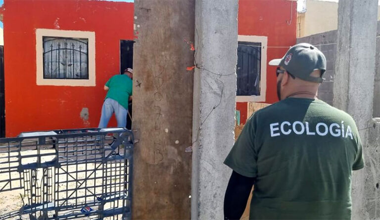 Fumiga Ecología contra la garrapata en diversas colonias de la ciudad