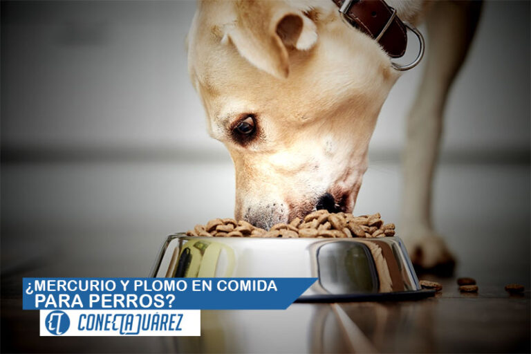 ¿Mercurio y plomo en comida para perros?