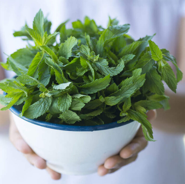 ¿Te gusta la menta? La puedes sembrar en tu casa
