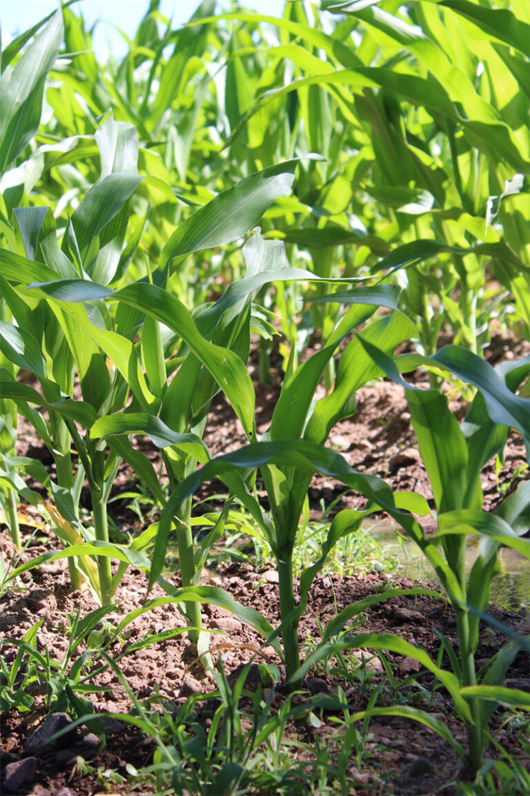 Abren convocatoria para acceder a apoyo para fertilizantes solubles y foliares del programa Cuenta Conmigo en el Campo
