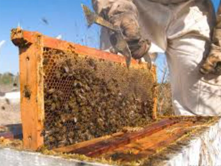 Apoya el programa “Cuenta Conmigo en el Campo” apicultores con núcleos y abejas reina