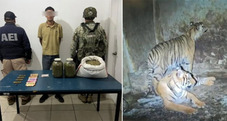 Aseguran dos tigres tras arresto de hombre con semilla de mariguana y balas en Nonoava
