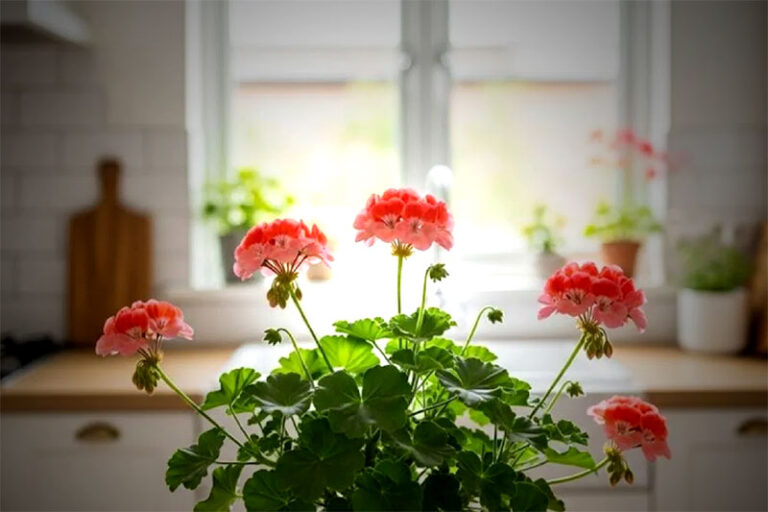 Plantas que ayudan a que tu casa huela rico