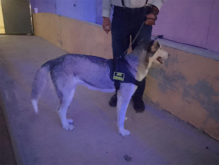 Perro Husky que atacó a niño en la Feria del Libro aún se encuentra en resguardo de DABA
