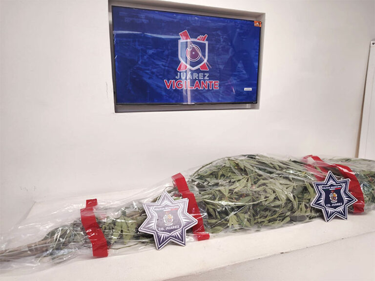 Tras denuncia ciudadana Policías Municipales aseguran planta de marihuana en canal de irrigación  
