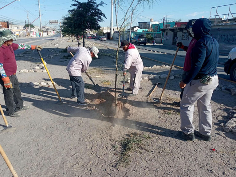 Continúa reforestación en el bulevar Zaragoza